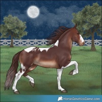 Horse Color:Chocolate Brown Tobiano Skewed Appaloosa