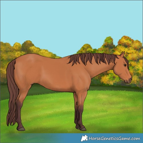 Horse Color:Chocolate Bay 