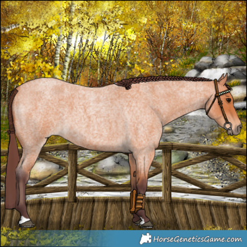 Horse Color:Chocolate Bay Roan 