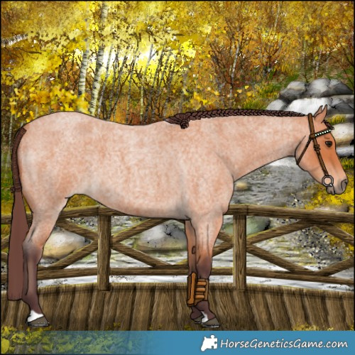 Horse Color:Chocolate Bay Roan 