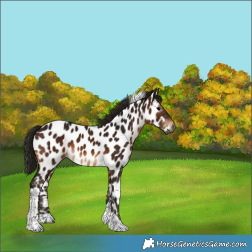 Horse Color:Gray Bay Tobiano Appaloosa 