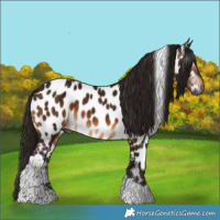 Horse Color:Gray Bay Tobiano Appaloosa 