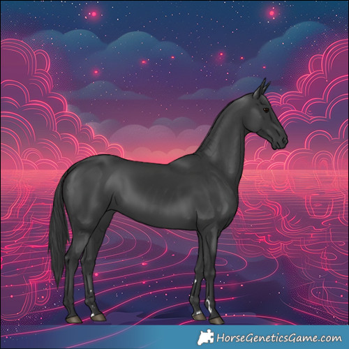 Horse Color:Black 