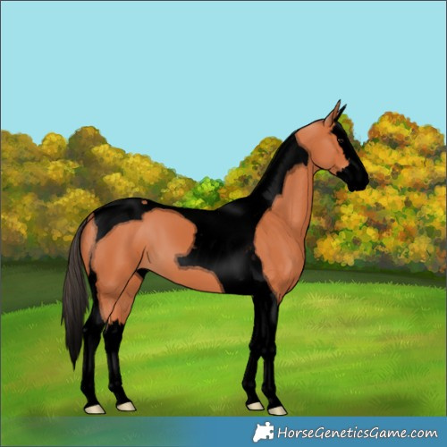 Horse Color:Void Bay Splash Tobiano 