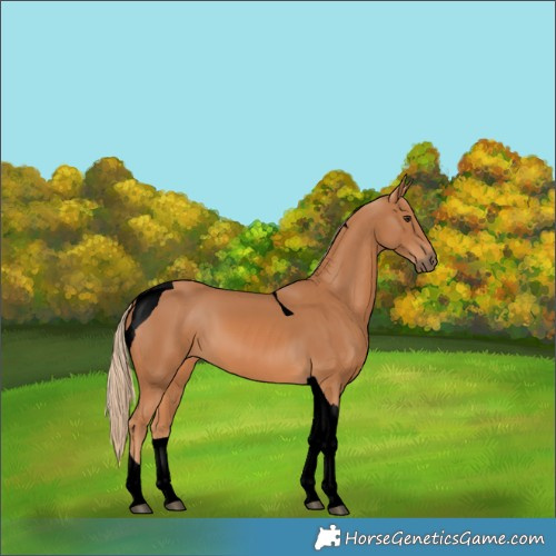 Horse Color:Void Chestnut Tobiano 
