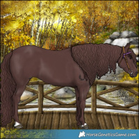 Horse Color:Chocolate Black 