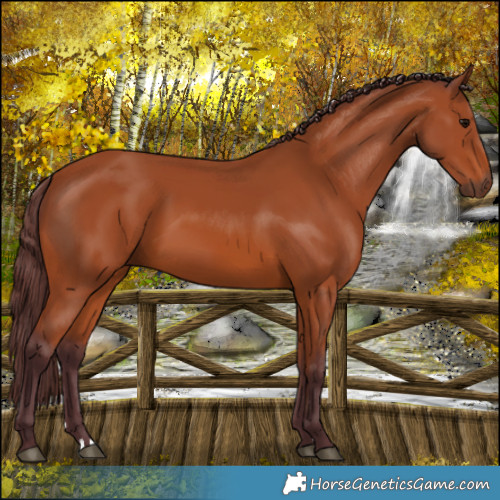 Horse Color:Chocolate Bay 