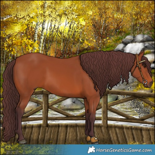 Horse Color:Chocolate Bay 