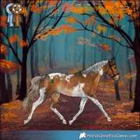 Horse Color:Chocolate Palomino Tobiano Rabicano 