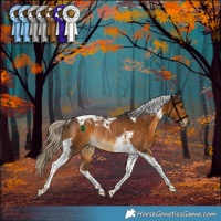 Horse Color:Chocolate Palomino Tobiano Rabicano 