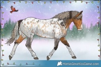 Horse Color:Buckskin Tobiano Near Leopard  and Chocolate Palomino Roan Onyx Mushroom Near Leopard 