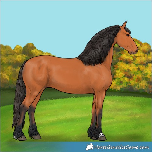 Horse Color:Bay 