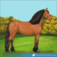 Horse Color:Bay 