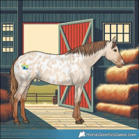 Horse Color:Red Dun Roan Frame Near Leopard 