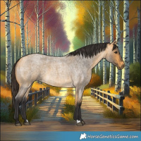 Horse Color:Buckskin Roan