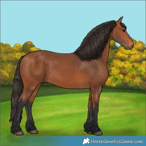 Horse Color:Bay 