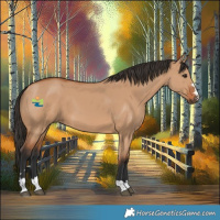 Horse Color:Bay Dun 