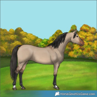 Horse Color:Bay Dun 
