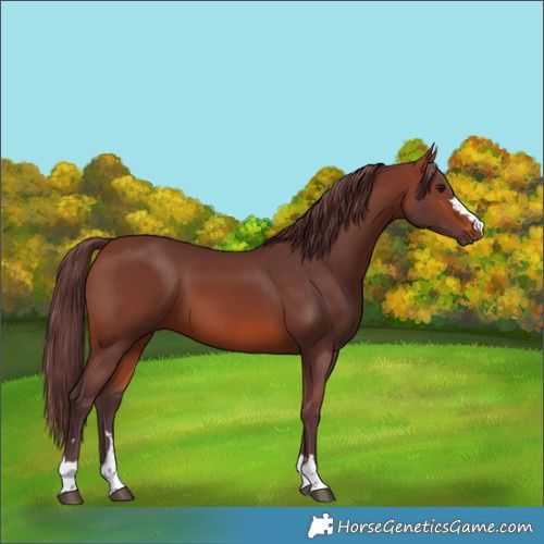 Horse Color:Chocolate Brown 