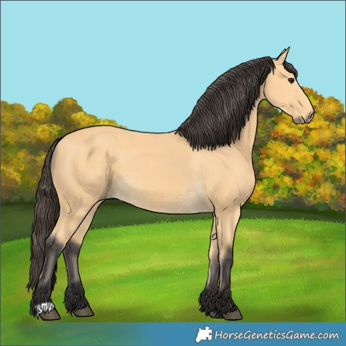 Horse Color:Buckskin 