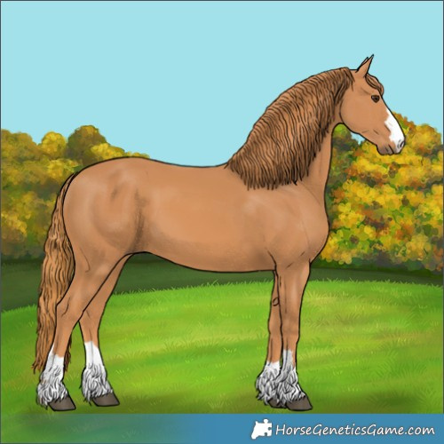 Horse Color:Chestnut 