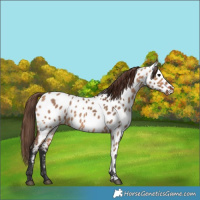 Horse Color:Bay Dun Appaloosa 