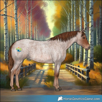 Horse Color:Red Roan 