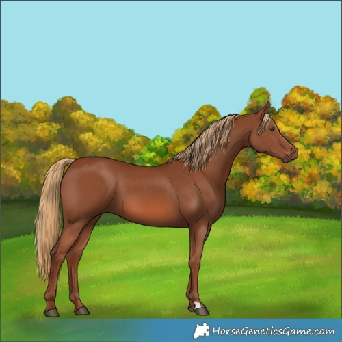 Horse Color:Chestnut 