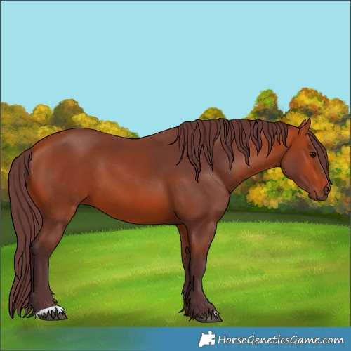 Horse Color:Chocolate Bay 