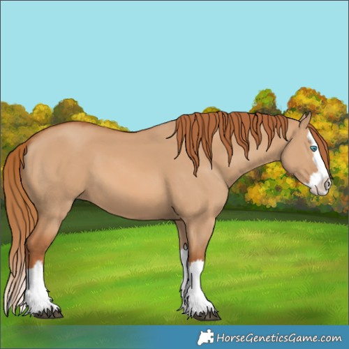 Horse Color:Red Dun Splash 