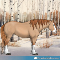 Horse Color:Red Dun Splash 