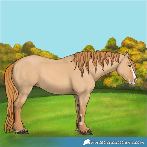 Horse Color:Red Dun Splash 