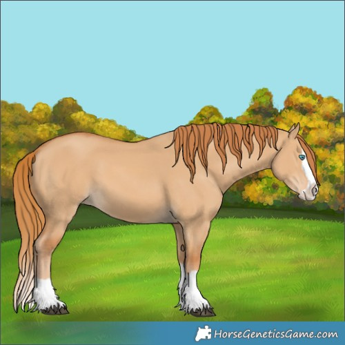 Horse Color:Red Dun Splash