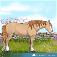 Horse Color:Red Dun Splash