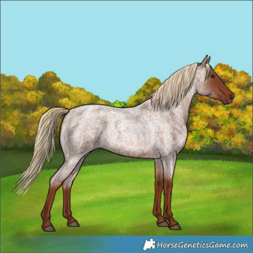 Horse Color:Red Roan 