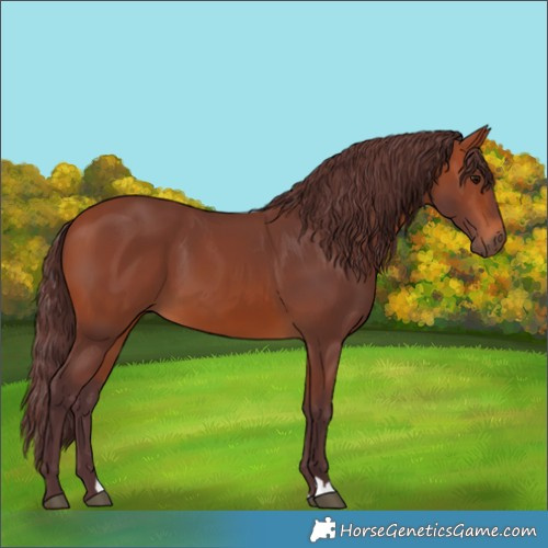 Horse Color:Chocolate Bay 