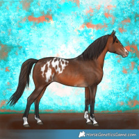 Horse Color:Brown Skewed Appaloosa