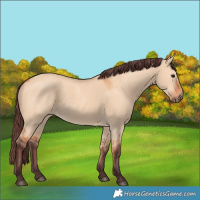 Horse Color:Chocolate Bay Dun 