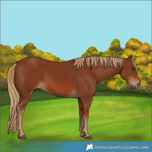 Horse Color:Chestnut 