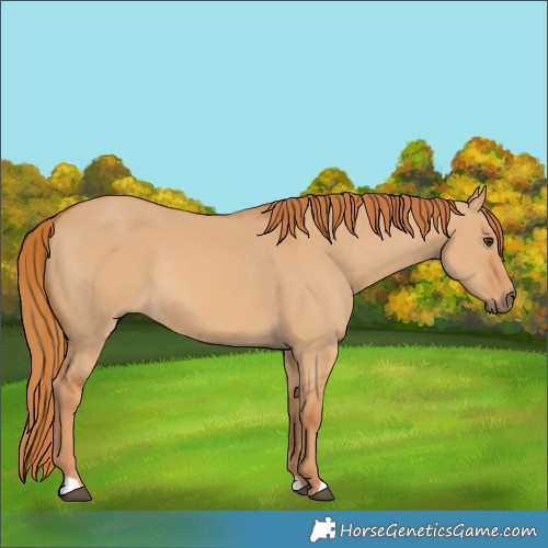 Horse Color:Red Dun 