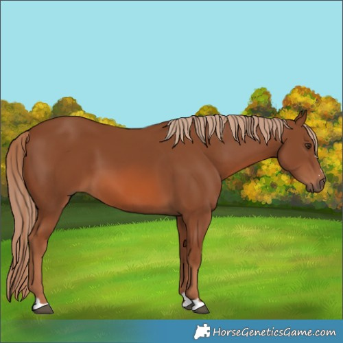 Horse Color:Chestnut 