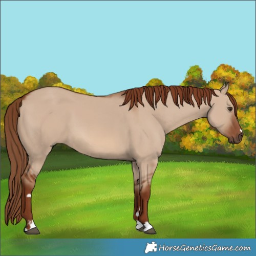 Horse Color:Red Dun 