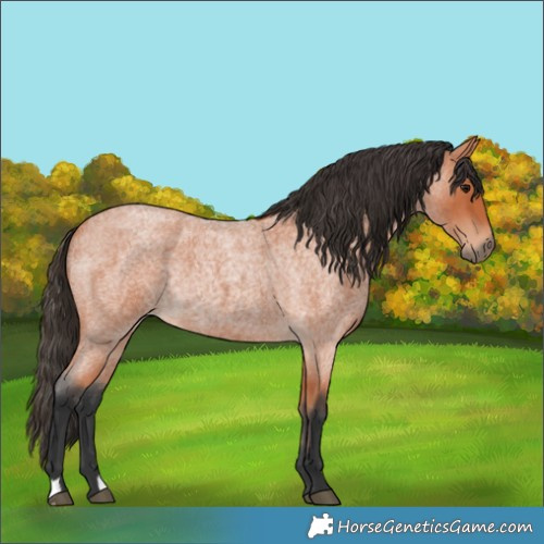 Horse Color:Bay Roan Rabicano 