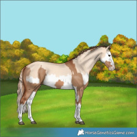 Horse Color:Red Dun Splash  and Gold Champagne Dun Splash 