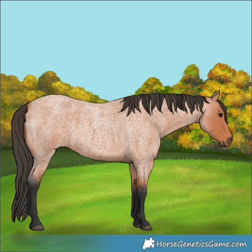 Horse Color:Bay Roan 