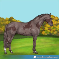 Horse Color:Chocolate Black Merle Tobiano 