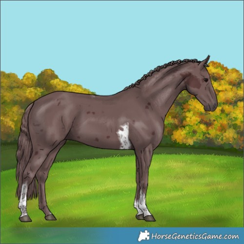 Horse Color:Chocolate Black Merle Tobiano 