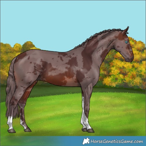 Horse Color:Chocolate Brown Merle Sabino Tobiano 