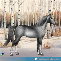 Horse Color:Gray White Spotted Brown Mushroom Rabicano