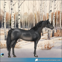 Horse Color:Black Mushroom Rabicano 